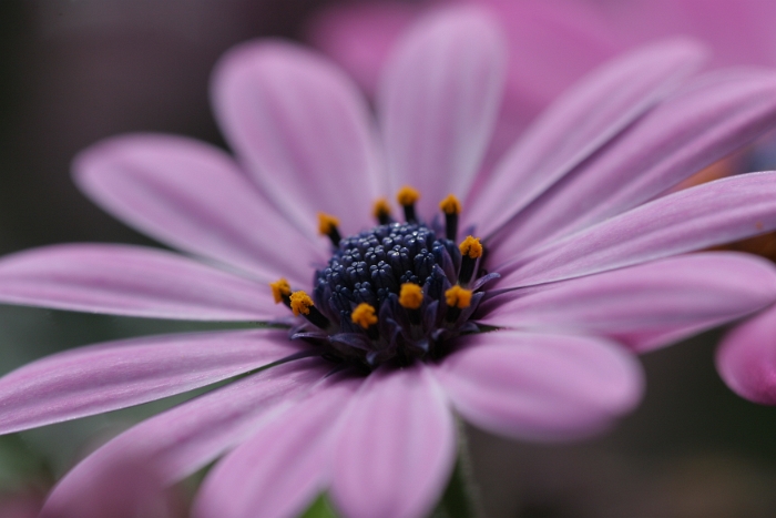 Macro fleurs La Tour - 068